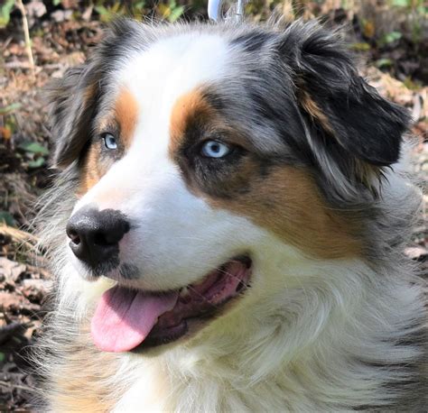 Are Australian Shepherds Recognized By Akc