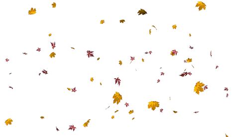 LEAVES 2 | Autumn leaves, Photo overlays, Fall leaves png