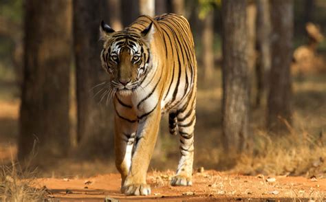 Golden Triangle with Ranthambore Safari | Padma Holidays