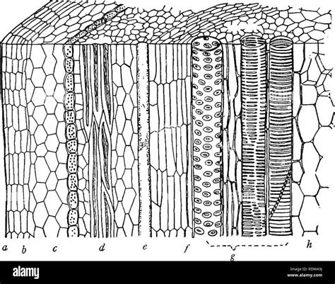 Wood stem cross section Black and White Stock Photos & Images - Alamy