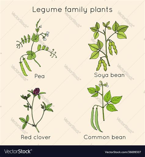 Legume Family Plants