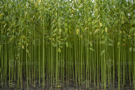 Green jute Plantation field. Raw Jute plant Texture background. This is the Called Golden Fiber ...