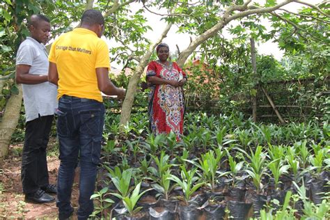 Hybrid oil palm seedlings to improve yields in Nigeria - Solidaridad ...