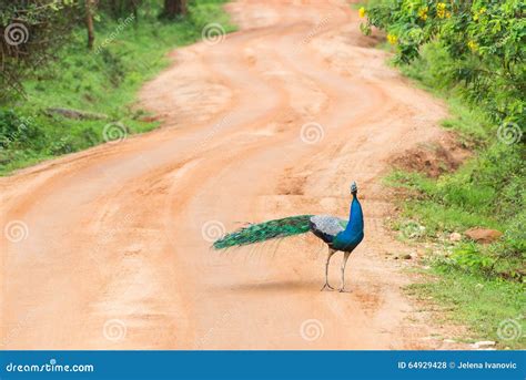 Peacock in natural habitat stock photo. Image of nature - 64929428