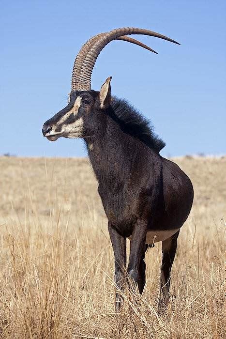 Trophy Hunting the Sable Antelope in South Africa - ASH Adventures