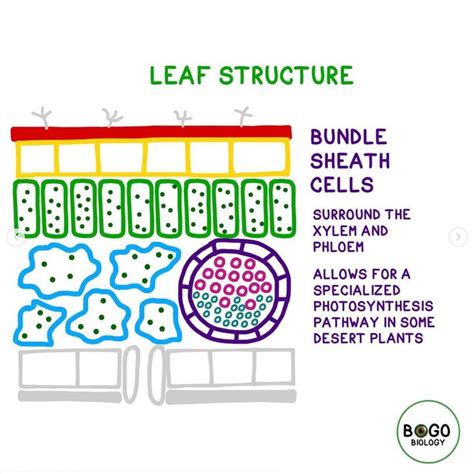 What Is The Meaning Of Bundle Sheath Cells at Essie Reyes blog