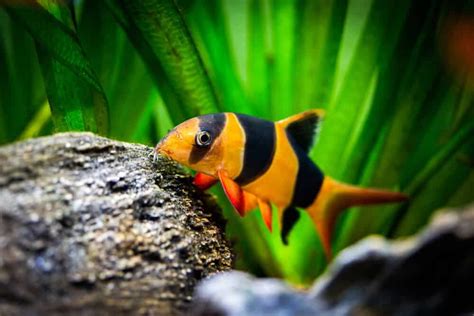 The Perfect Clown Loach Tank Mates