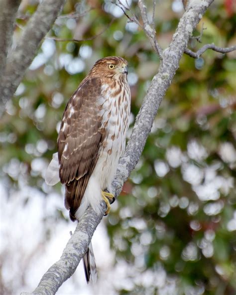 Cooper’s Hawk | Focusing on Wildlife