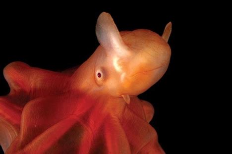 Odd Deep Sea Creatures - Gallery | eBaum's World