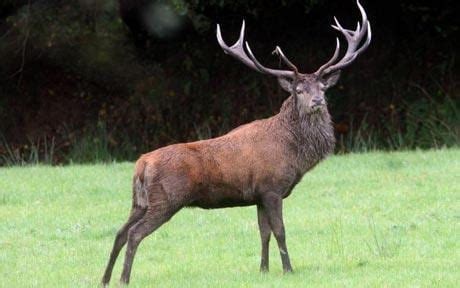 Emperor stag killed: anger after Britain's biggest wild animal shot dead