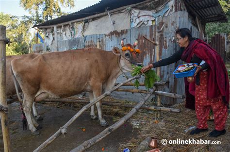 Nepal worships these 7 animals every year, with special festivals for ...