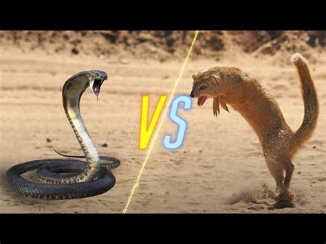 Mongoose Vs Cobra Drawing