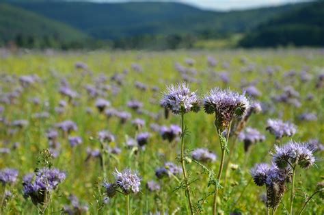 Phacelia Bees Field Flowers · Free photo on Pixabay