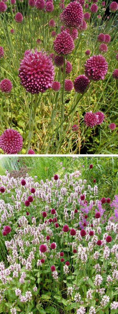 Hoo House Nursery - Allium sphaerocephalon