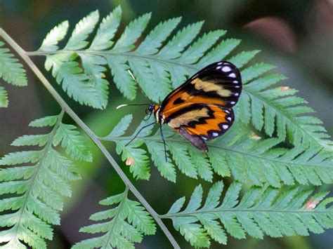 Wildlife of Iguazu Falls, Brazil and Argentina - The Wildlife Diaries