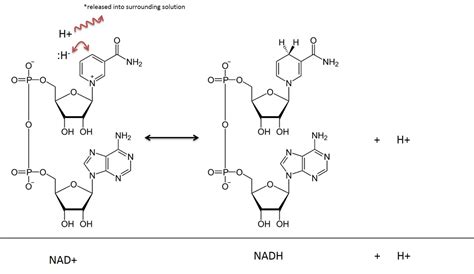 ATP, NAD AND FAD