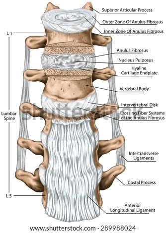 Lumbar Ligaments, Lumbar Spine Structure, Anterior Longitudinal Ligament, Intertransverse ...