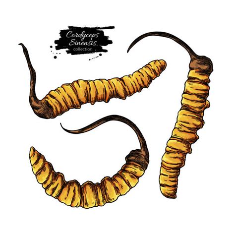 Cordyceps Sinensis Illustrations, Royalty-Free Vector Graphics & Clip Art - iStock