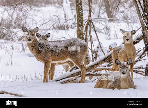 A group of whitetail deer in the winter snow Stock Photo - Alamy