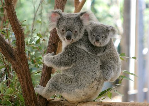 Things to Do in Brisbane with Kids, Koalas and Kangaroos | Hilton Mom ...