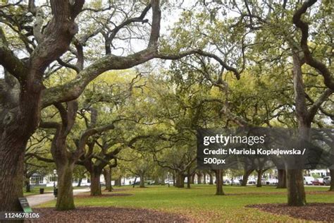 65 Charleston Battery Park Stock Photos, High-Res Pictures, and Images ...