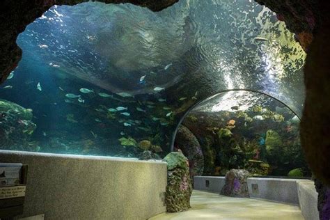 Les magasins d'aquariums dans le nord de la Virginie