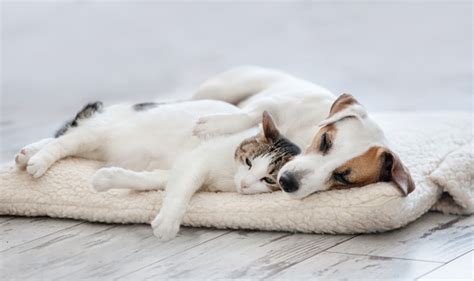 Cat And Dog Sleeping Stock Photo - Download Image Now - iStock