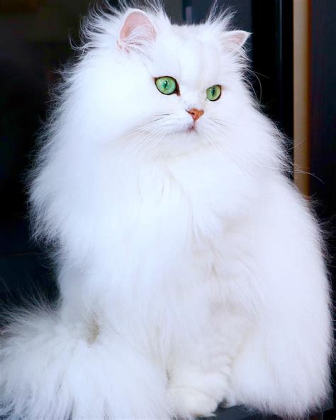 White Fluffy Cats Breeds / The Top 22 Types of White Cat Breeds (With ...