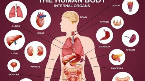 12 Sistem Organ yang Ada di Tubuh Manusia beserta Fungsinya - Tribun ...