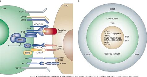 T-cell-antigen recognition and the immunological synapse | Semantic Scholar