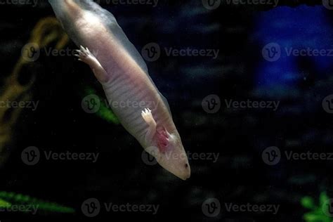 axolotl mexican salamander portrait underwater 20284646 Stock Photo at ...