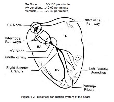 1-03. GENERAL | Cardiac Rhythm Interpretation