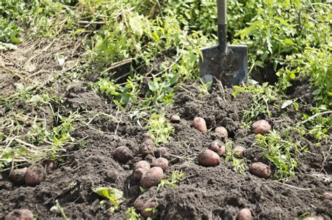 4 Great Methods for Harvesting Potatoes and Storing Them for Winter - Garden and Happy