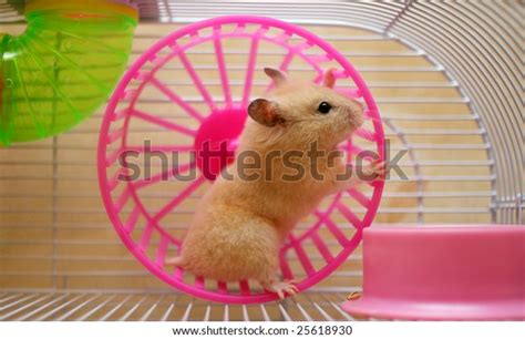 76 Gerbil On Wheel Stock Photos, Images & Photography | Shutterstock