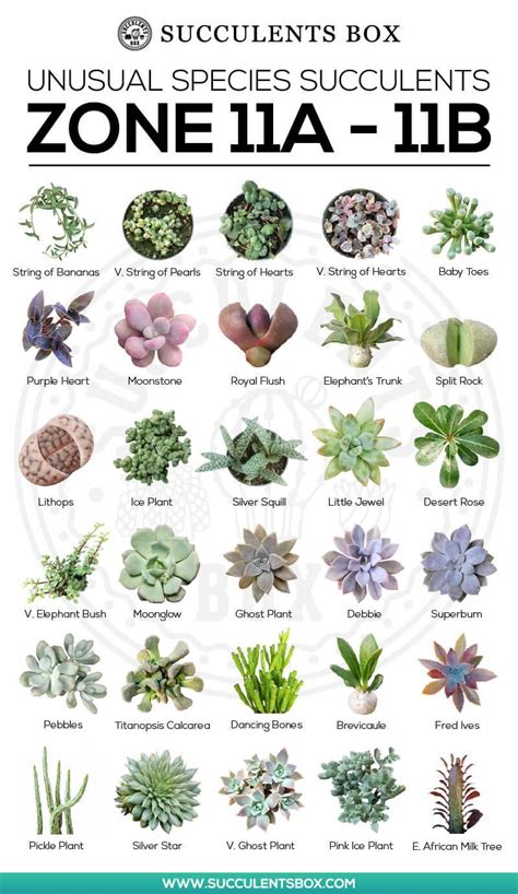 Succulents Types | Types Of Succulent Plant