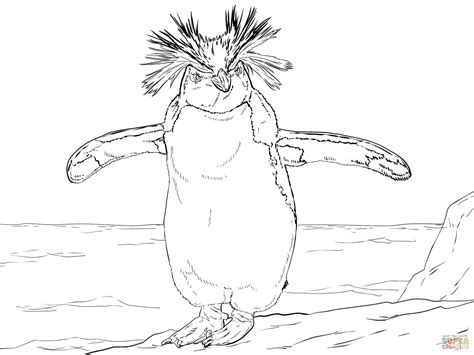 Northern Rockhopper Penguin coloring page | Free Printable Coloring Pages