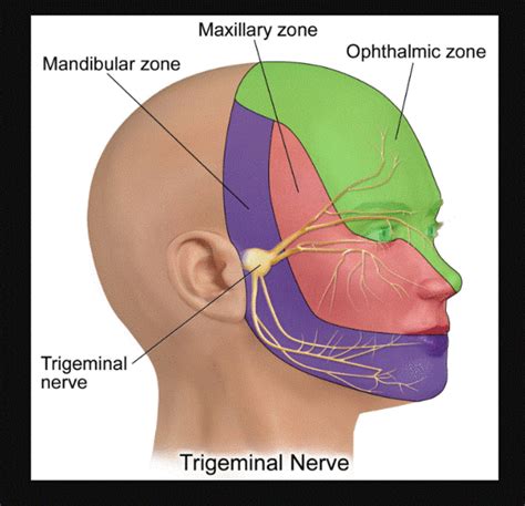 Trigeminal Nerve - Physiopedia