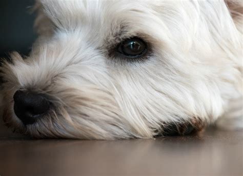 Dog Dry Eye - Dry Eyes Treatments in Dogs | PetMD