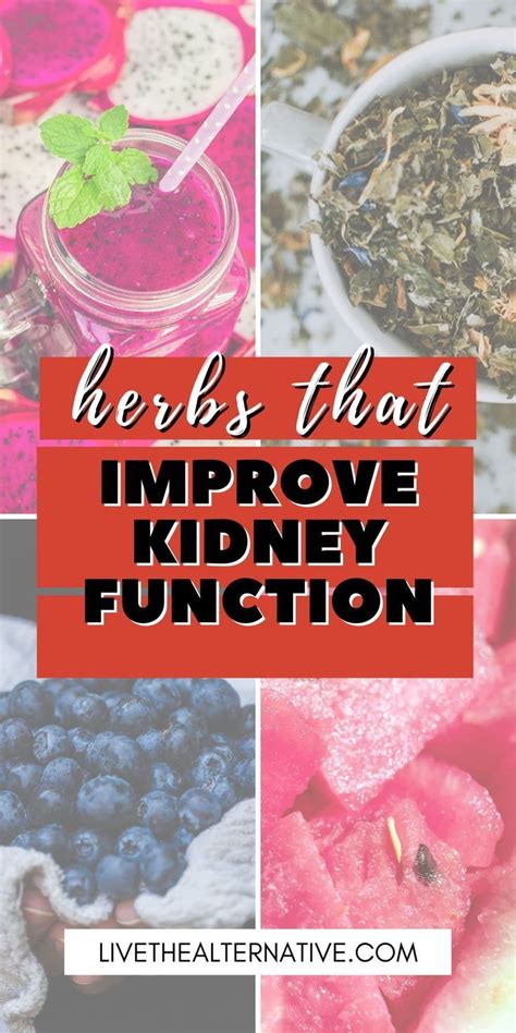 Herbs That Can Improve Kidney Function
