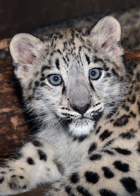 Cute Snow Leopard Cubs