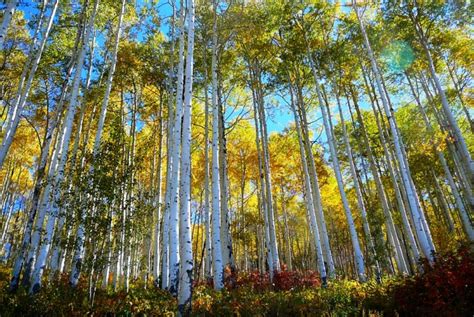 Pando: The World's Oldest Living Organisms | Charismatic Planet