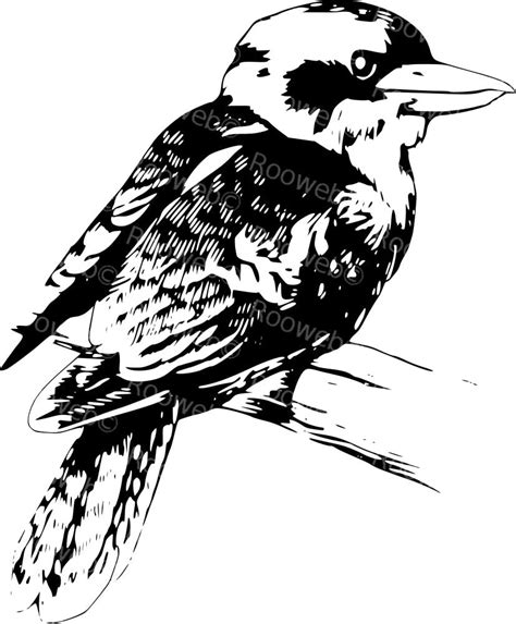 Kookaburra Branch Outline - Rooweb