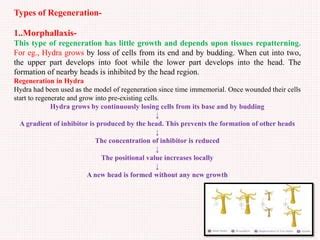 Regeneration, Types of Regeneration,Invertebrates&Vertebrates sp ...