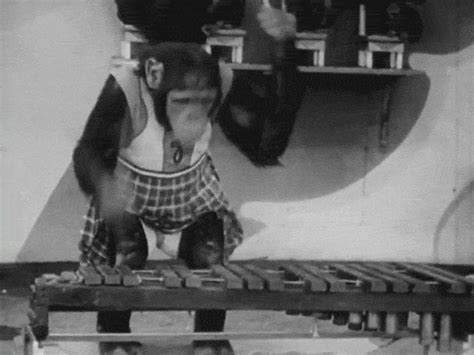 rrrick | Monkeys funny, Chimp, Cool gifs