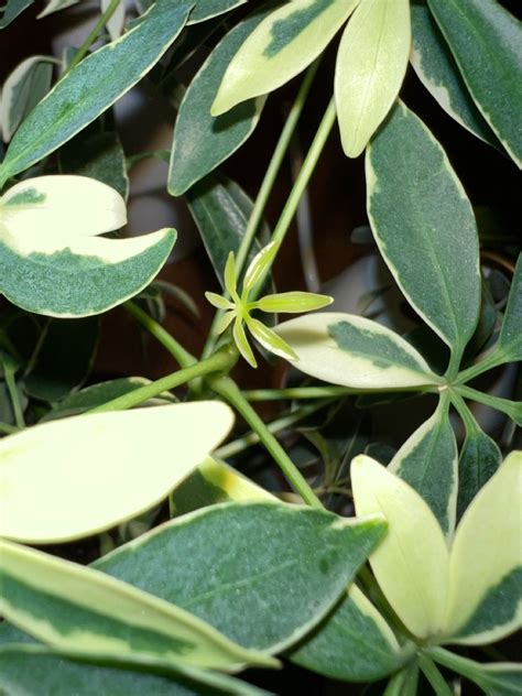 variegated schefflera. in 2022 | Plant leaves, Schefflera, Plants