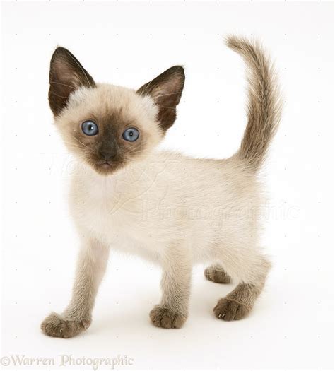 Blue-point Siamese kitten photo WP11020