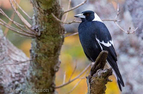 Australian Magpie - Song & Calls | Wildlife Sounds by Wild Ambience