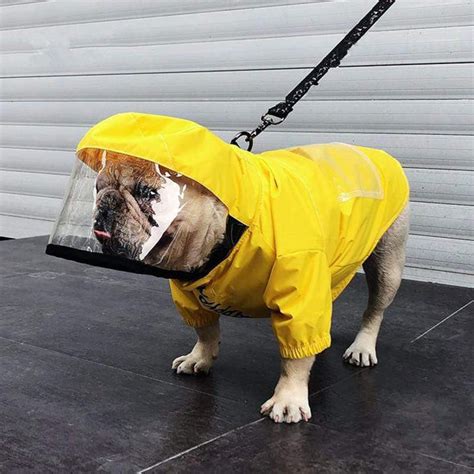 The Top 11 French Bulldog Raincoats in 2022 - AskFrenchie.com