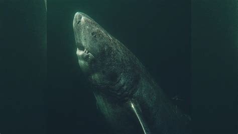 400-Year-Old Greenland Shark Is Oldest Vertebrate Animal