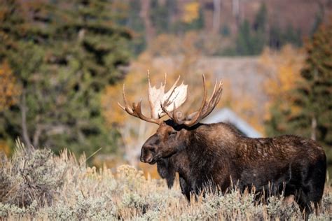 Isle Royale National Park Wildlife in Good Trajectory, Grey Wolves ...